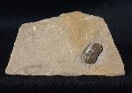Peronopsis interstricta (WHITE 1874) - Bild &copy; FossNet FossilienStore
